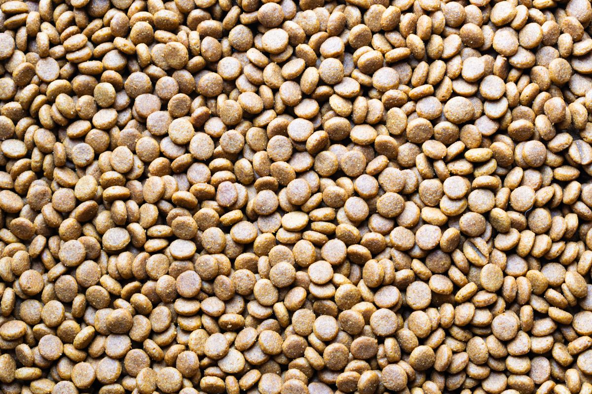 Alimentos para perros con minerales esenciales